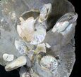 Cluster Of Iridescent Scaphites Ammonites - South Dakota #20019-3